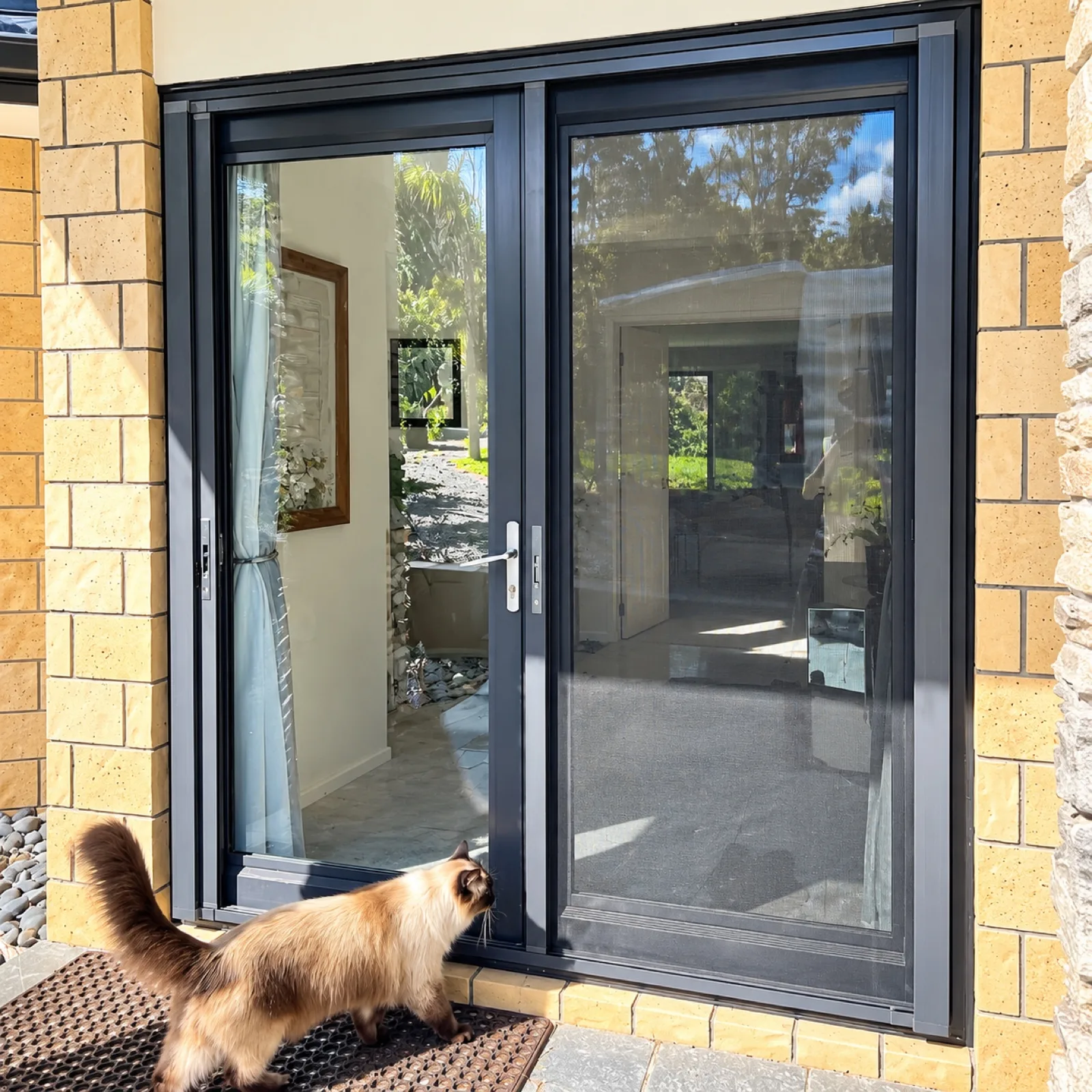 Cat at double pet-proof screen doors